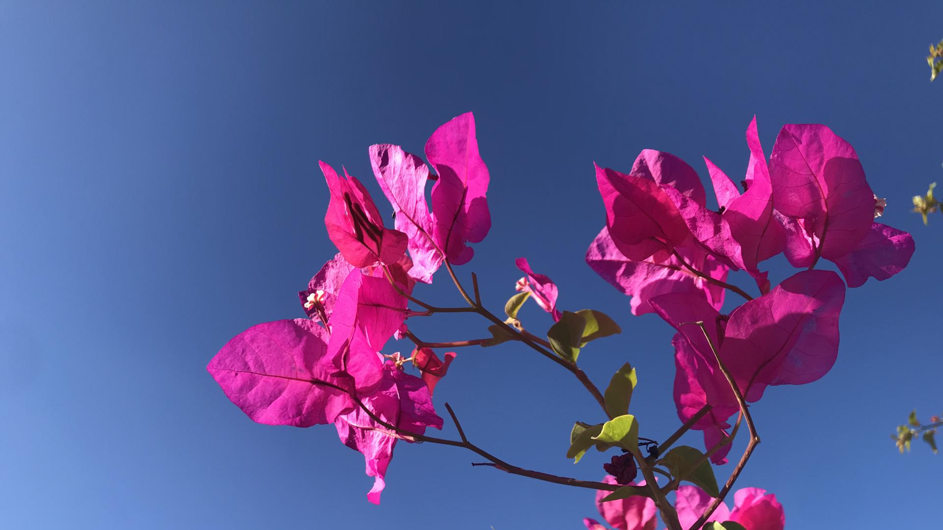 Blumen